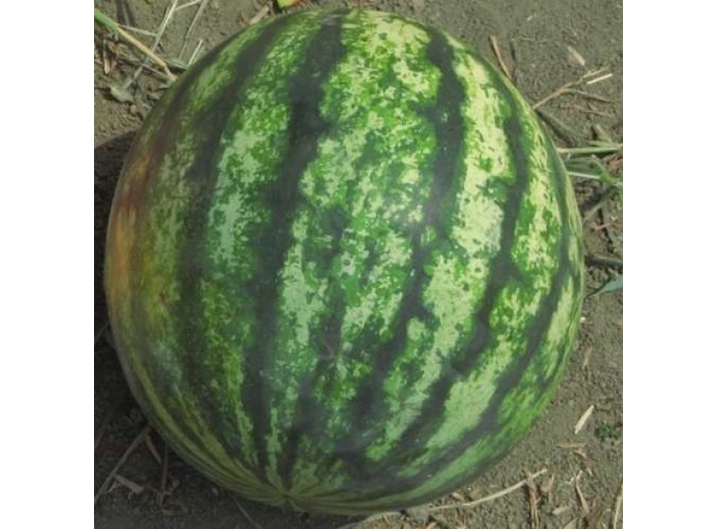 Семена арбуза Кримсон Свит (85 дней) (0,5 кг) Lark Seeds